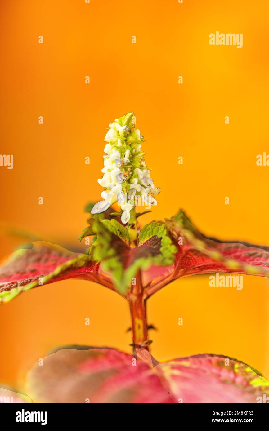 Blüte der Buntnessel - Plectranthus scutellarioide Stock Photo