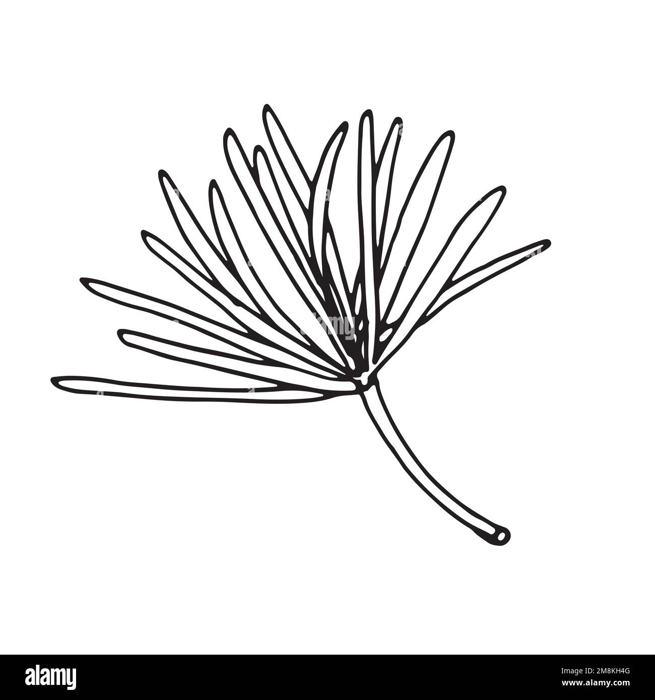Hand drawn pine tree branch with cones isolated on white background ...