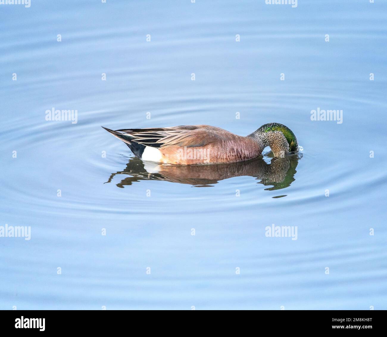 An American Wigeon (Mareca americana) swims at the Bolsa Chica Ecological Reserve in Huntington Beach, CA. Stock Photo