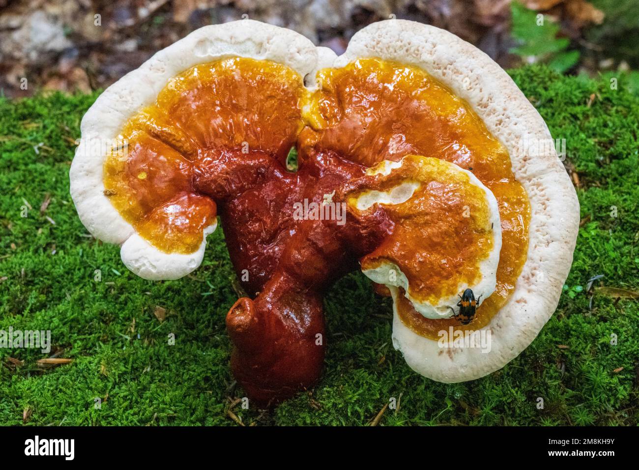 Mushroom In an old Growth Forest Stock Photo