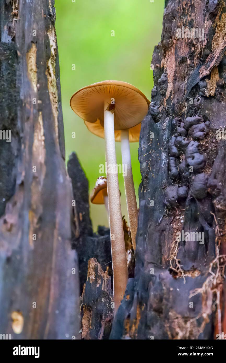 Mushroom In an Old Growth Forest Stock Photo