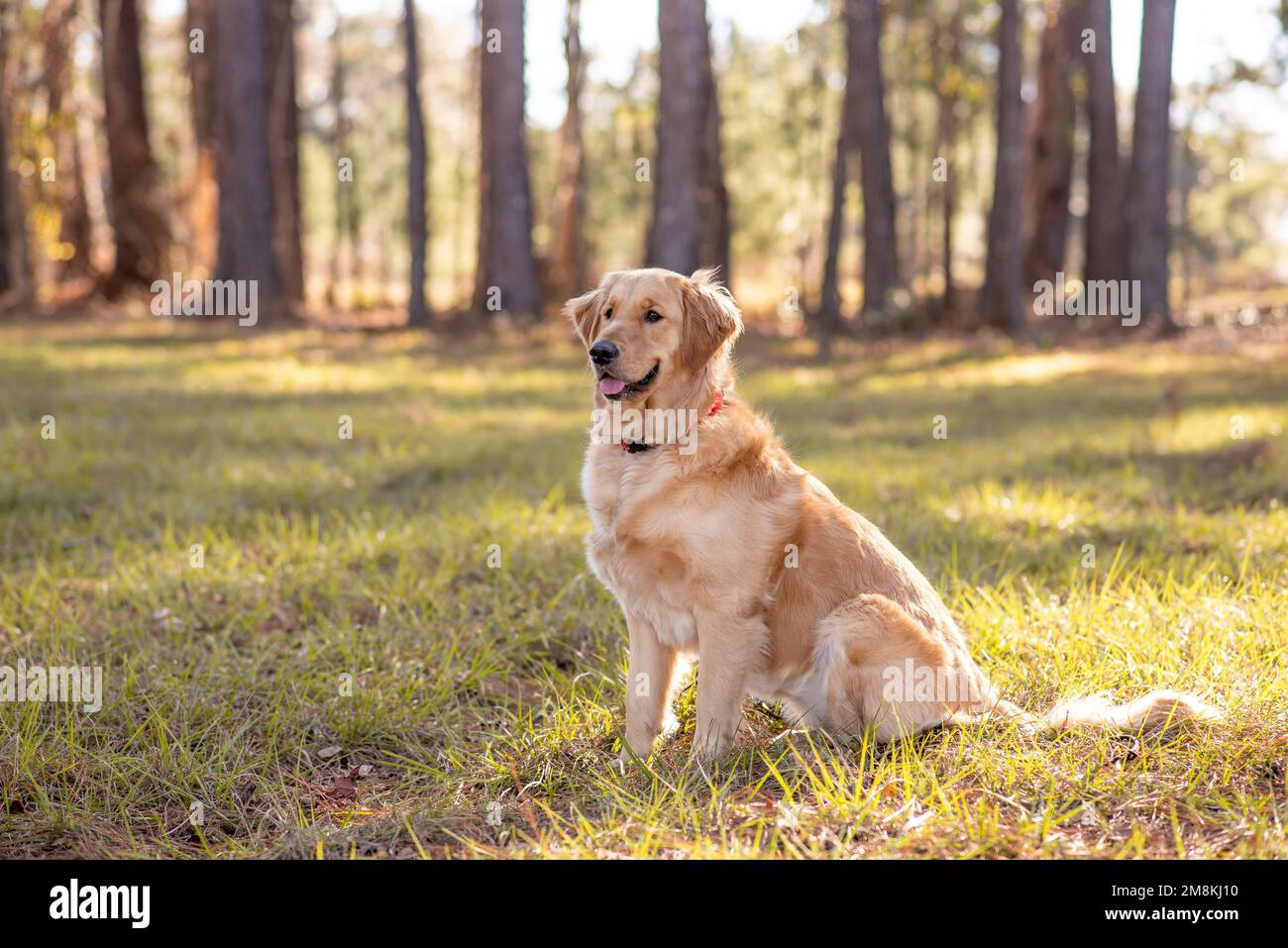 Golden retriever happy hi-res stock photography and images - Alamy