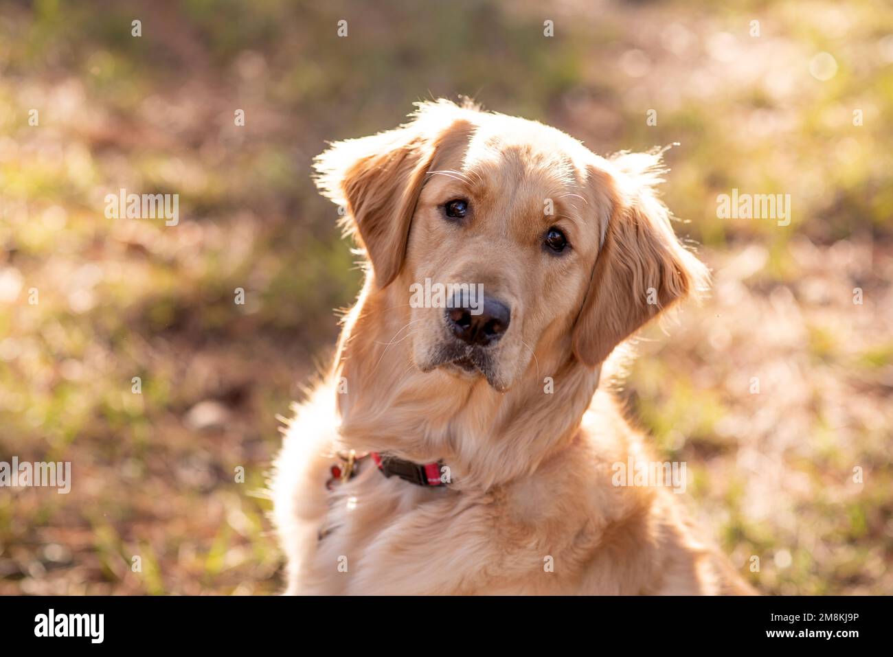 Golden retriever happy hi-res stock photography and images - Alamy