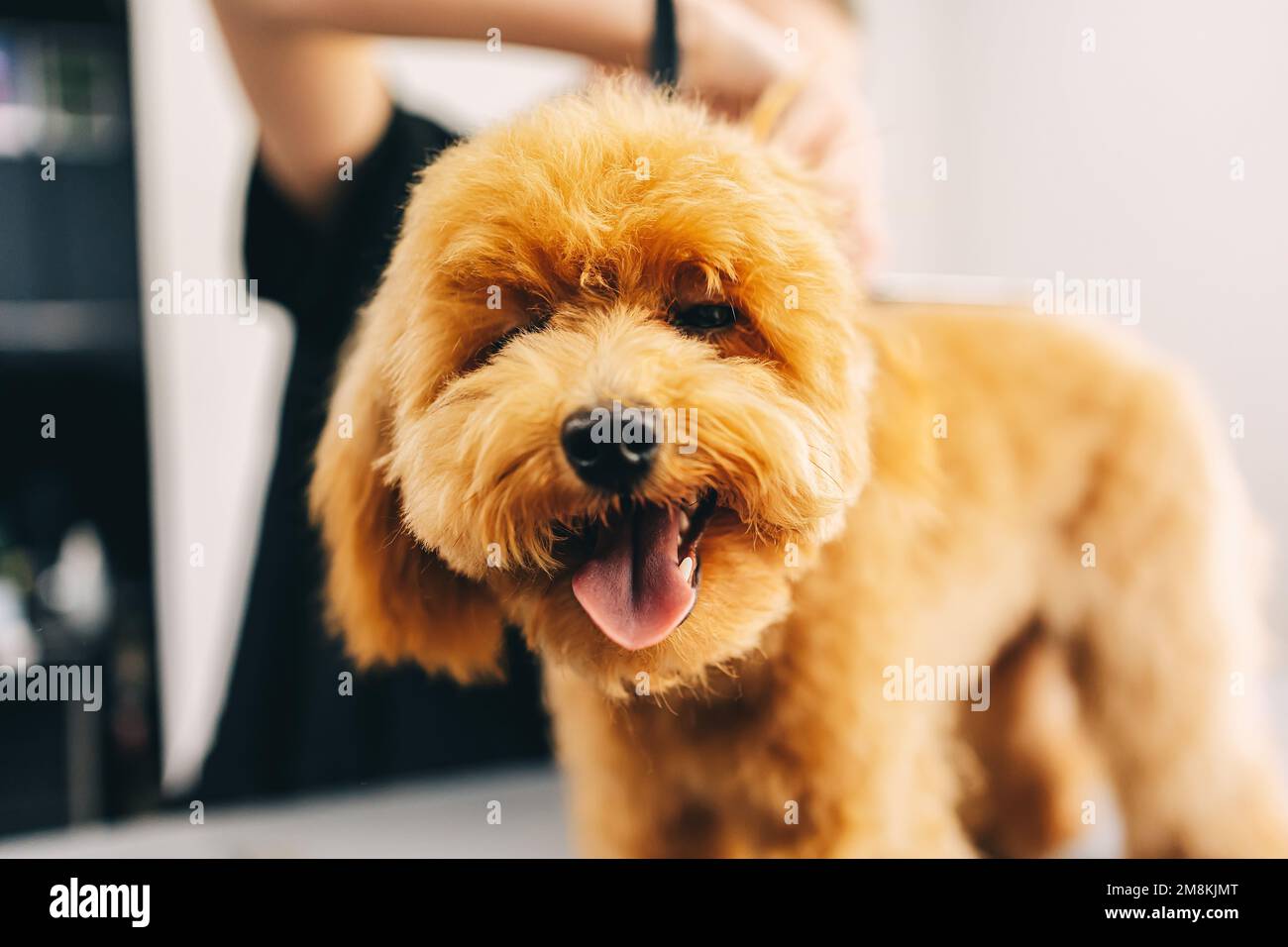 Portrait of a cheerful ginger dog in a grooming salon Stock Photo Alamy