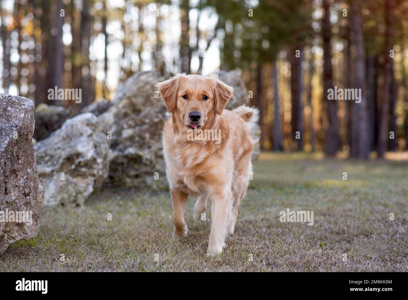 Golden retriever happy hi-res stock photography and images - Alamy