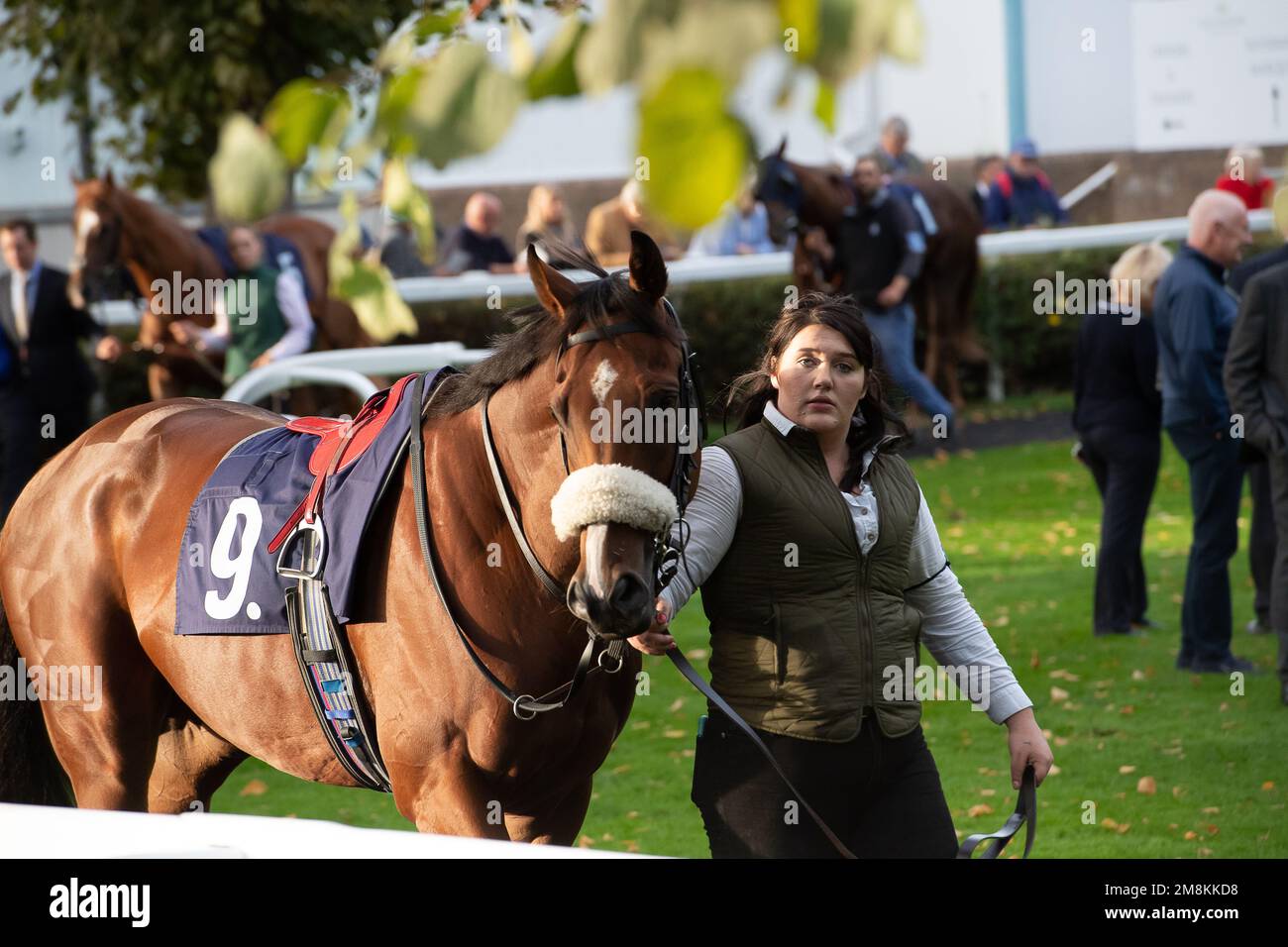 Windsor, Berkshire, UK. 3rd October, 2022. Horse Thapa VC in the Parade Ring before the Sky Sports Racing HD Virigin 535 Handicap Stakes (Class 4) at Windsor Racecourse. Credit: Maureen McLean/Alamy Stock Photo