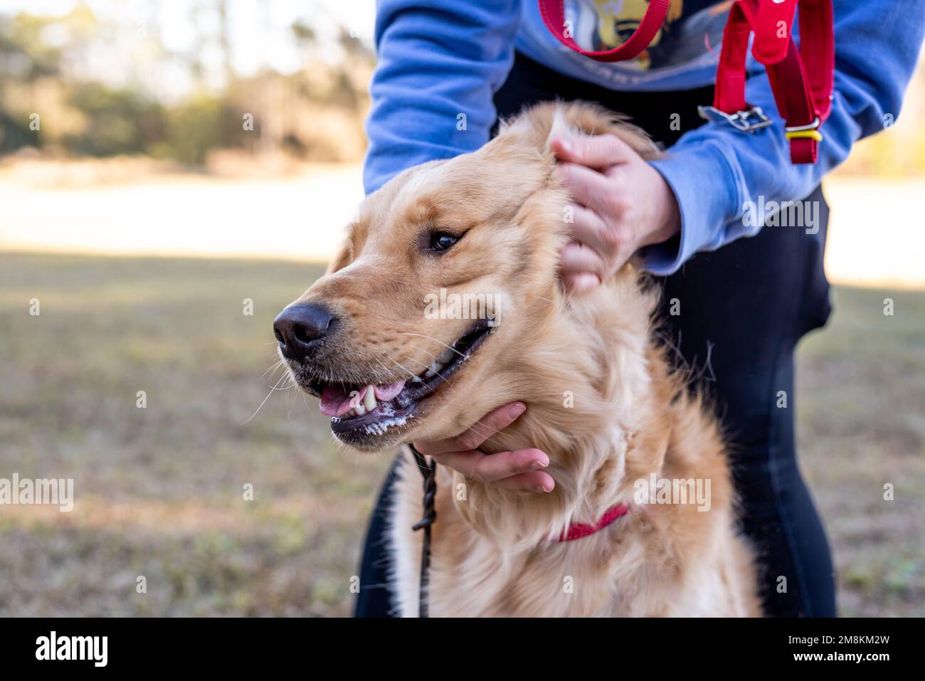 Do Dogs Like Being Petted