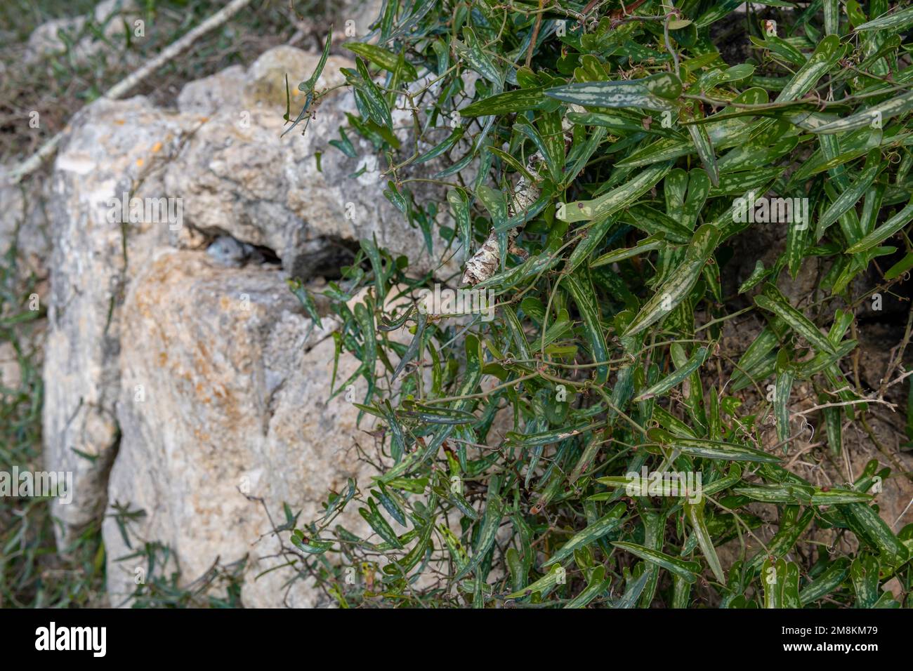Leaves of the wild sarsaparrilla plant, Smilax aspera, on the island of Mallorca, Spain Stock Photo