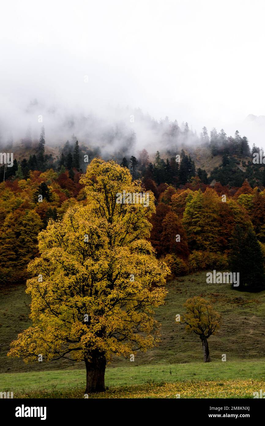 Herbstlicher Bergwald mit Bergahorn Stock Photo