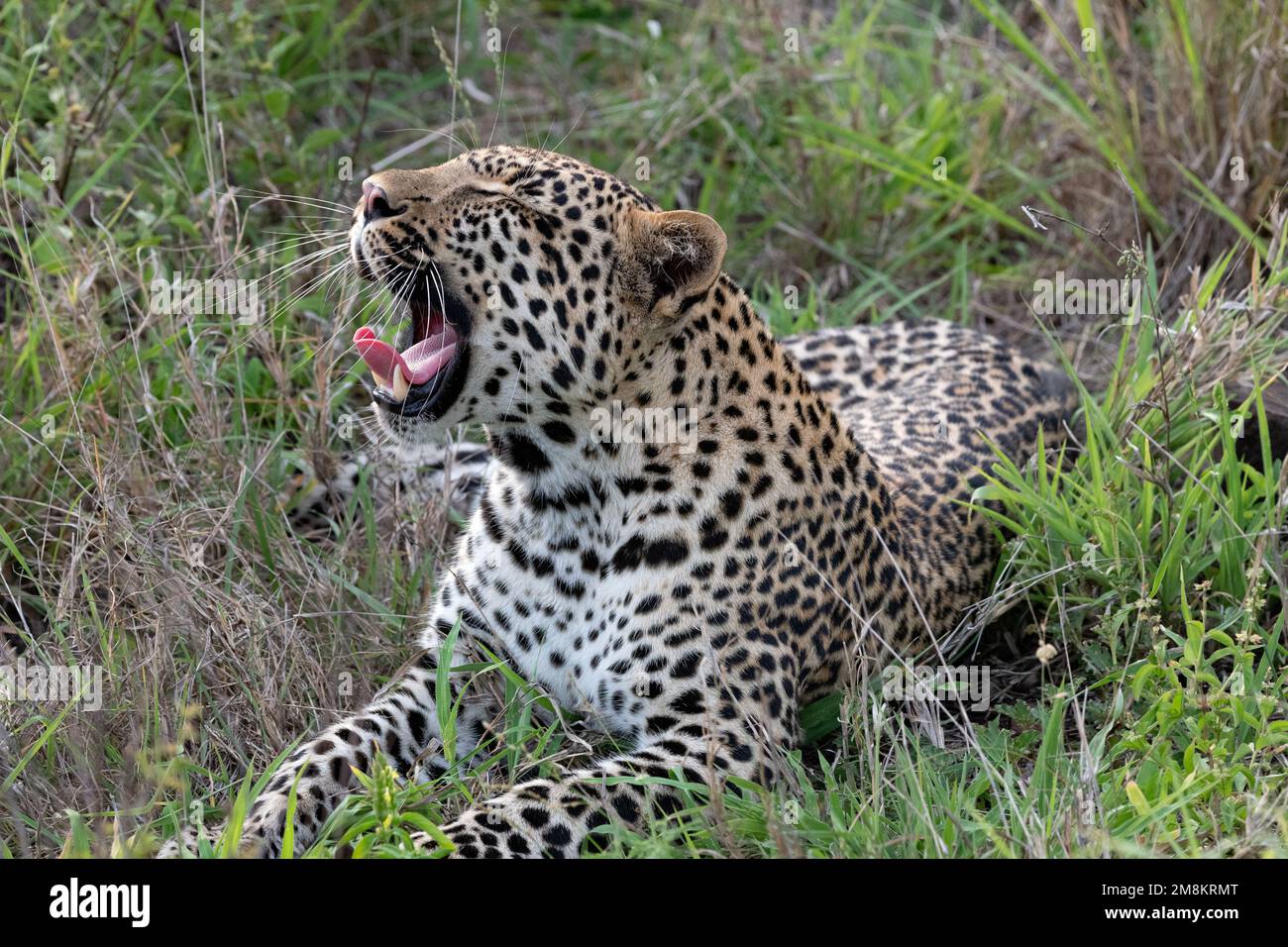 close up portrait of a leopard yawning showing its large canine teeth ...