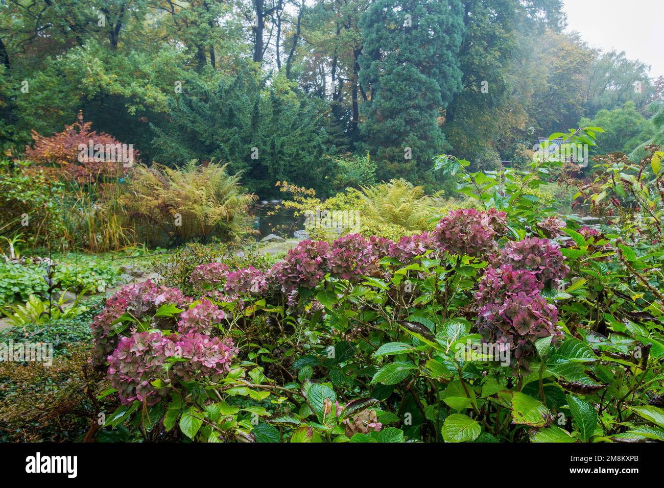 Pink hydrangeas bloom in foggy weather at the Japanese Garden in Leverkusen. Wet leaves, coniferous trees in the distance and a pond in October. Stock Photo