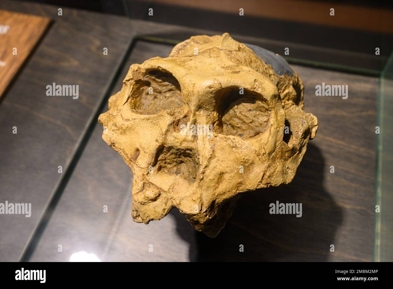 Paranthropus robustus. Skull (cast). Found in Swartkrans Cave, South Africa. On display in the Natural Sciences Museum in Brussels, Belgium. Stock Photo