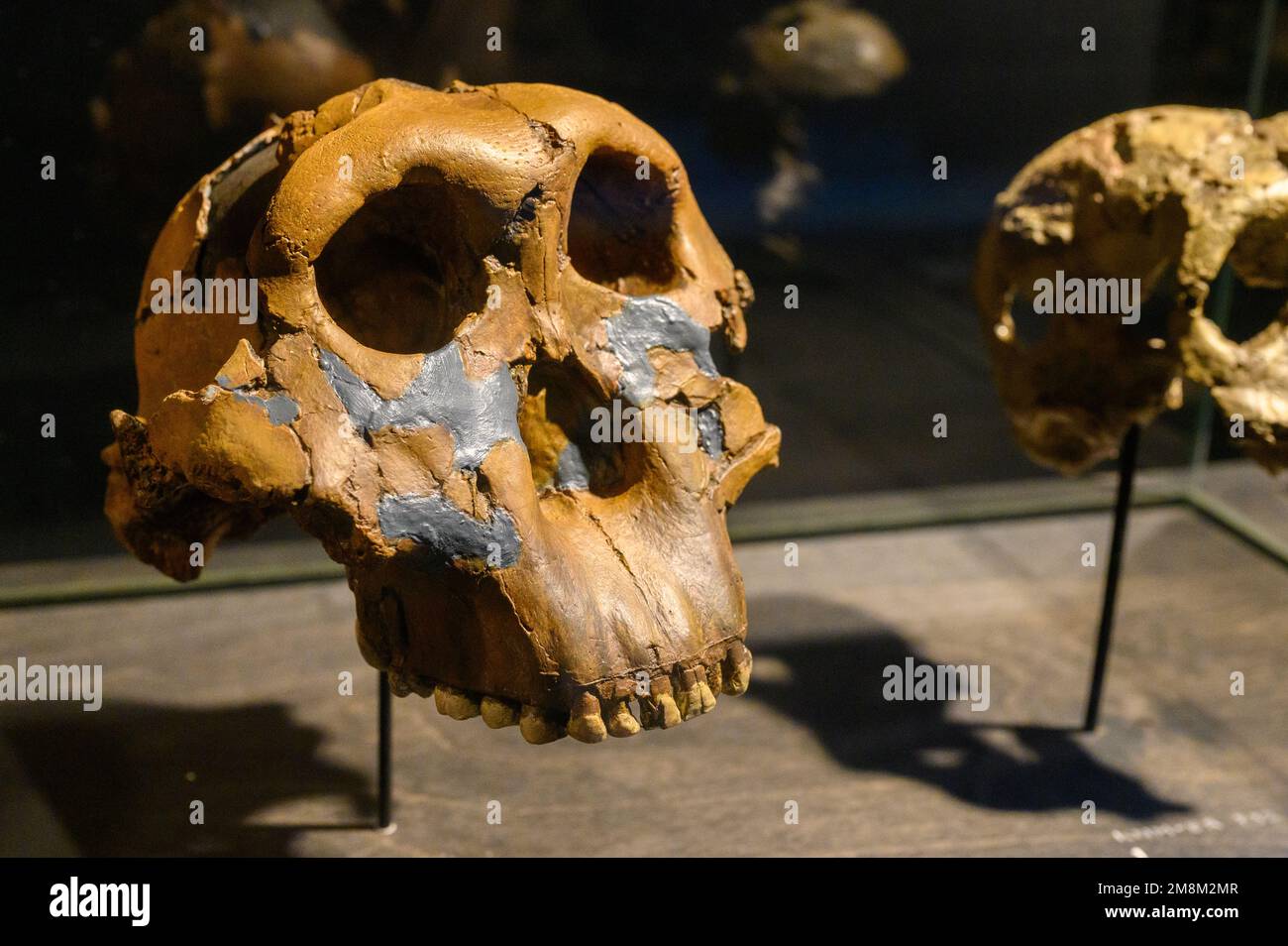 Paranthropus boisei. Male skull (cast). Found in Olduvai Gorge, Tanzania. On display in the Natural Sciences Museum in Brussels, Belgium. Stock Photo