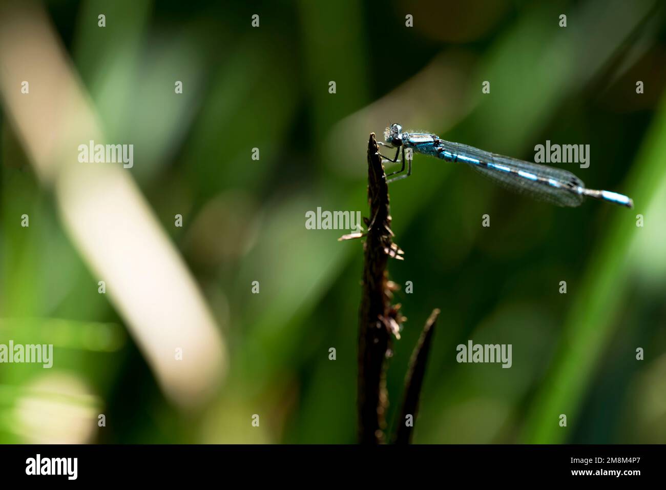 Blue dragonfly Anisoptera perched on small stick in landscape with ...