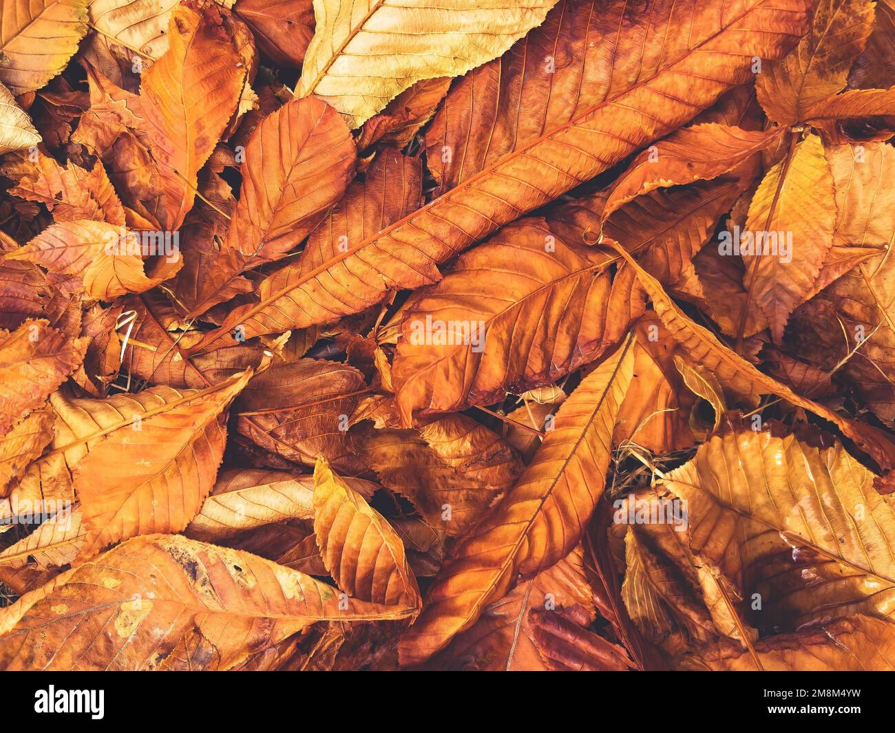 A pile of dry brown fall leaves Stock Photo - Alamy