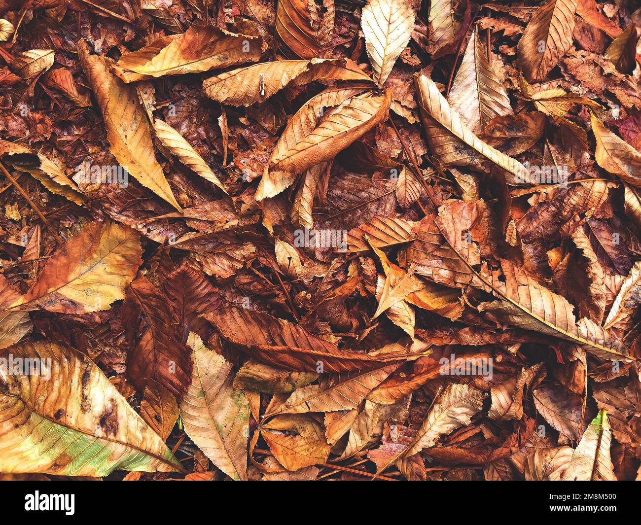 A pile of dry brown fall leaves Stock Photo - Alamy