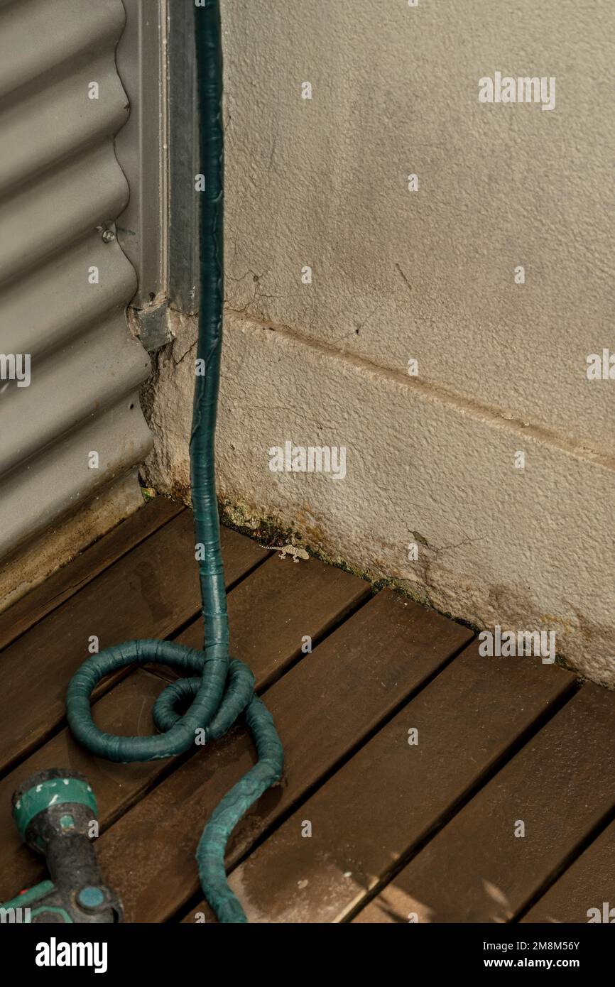 A green elastic hose to water the plants on a terrace in a penthouse