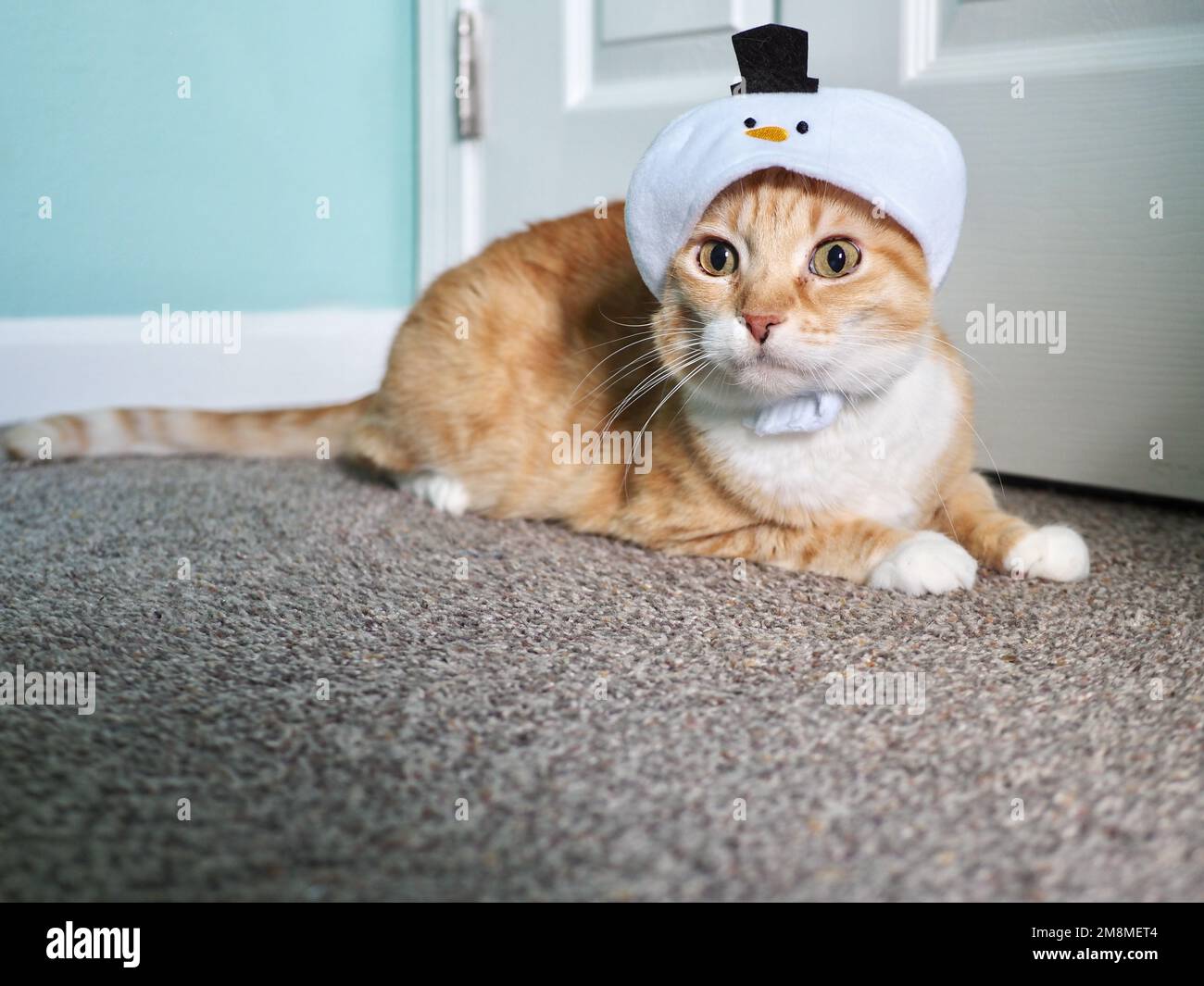 Mika the Orange Tabby in Snowman costume Stock Photo Alamy