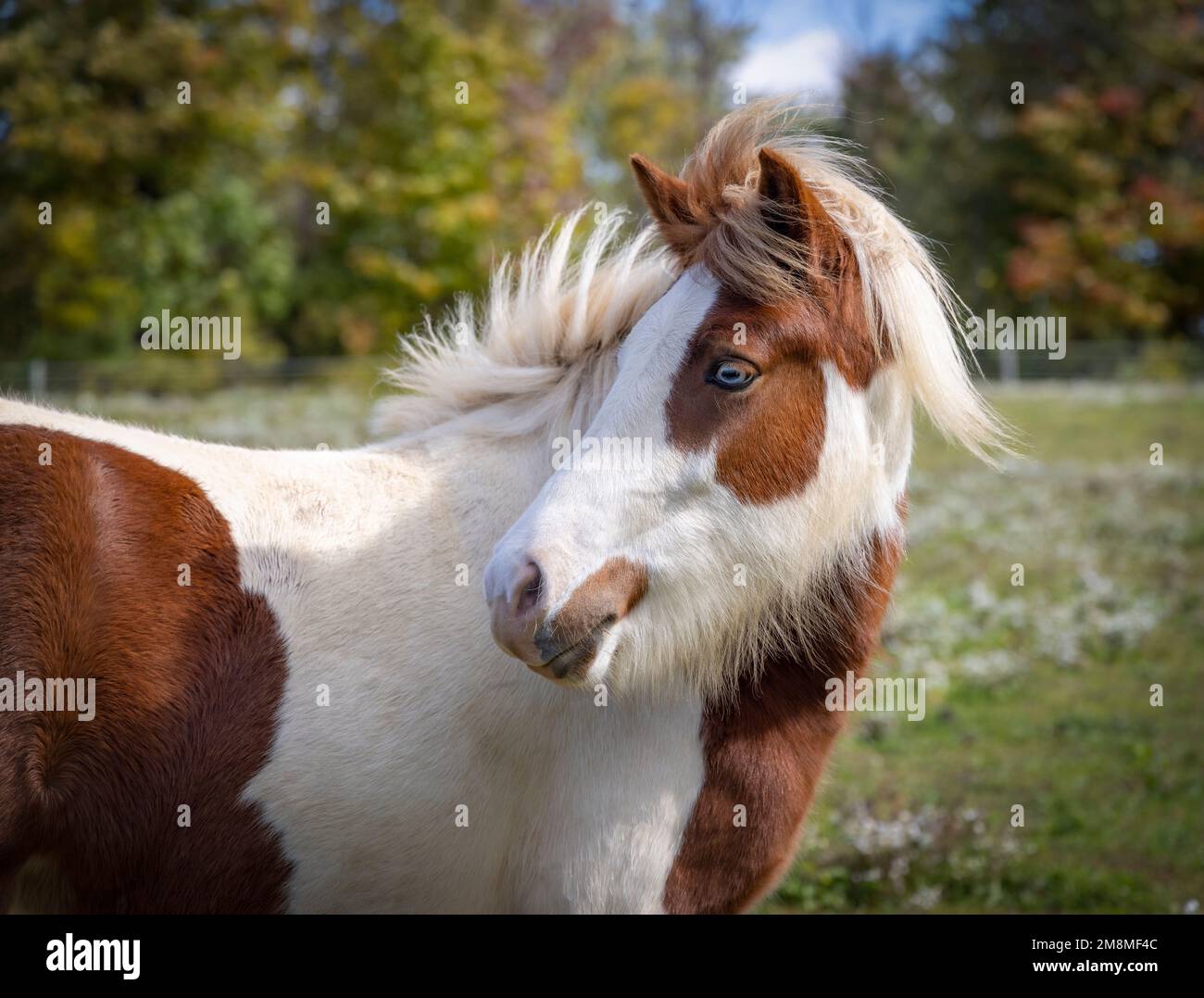 Curious chestnut pinto Icelandic horse mare Stock Photo