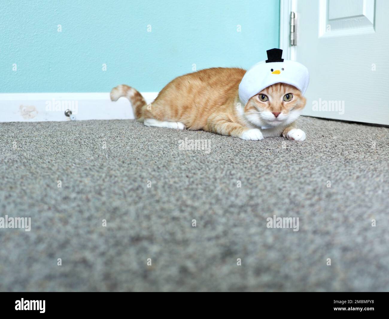 Mika the Orange Tabby in Snowman costume Stock Photo