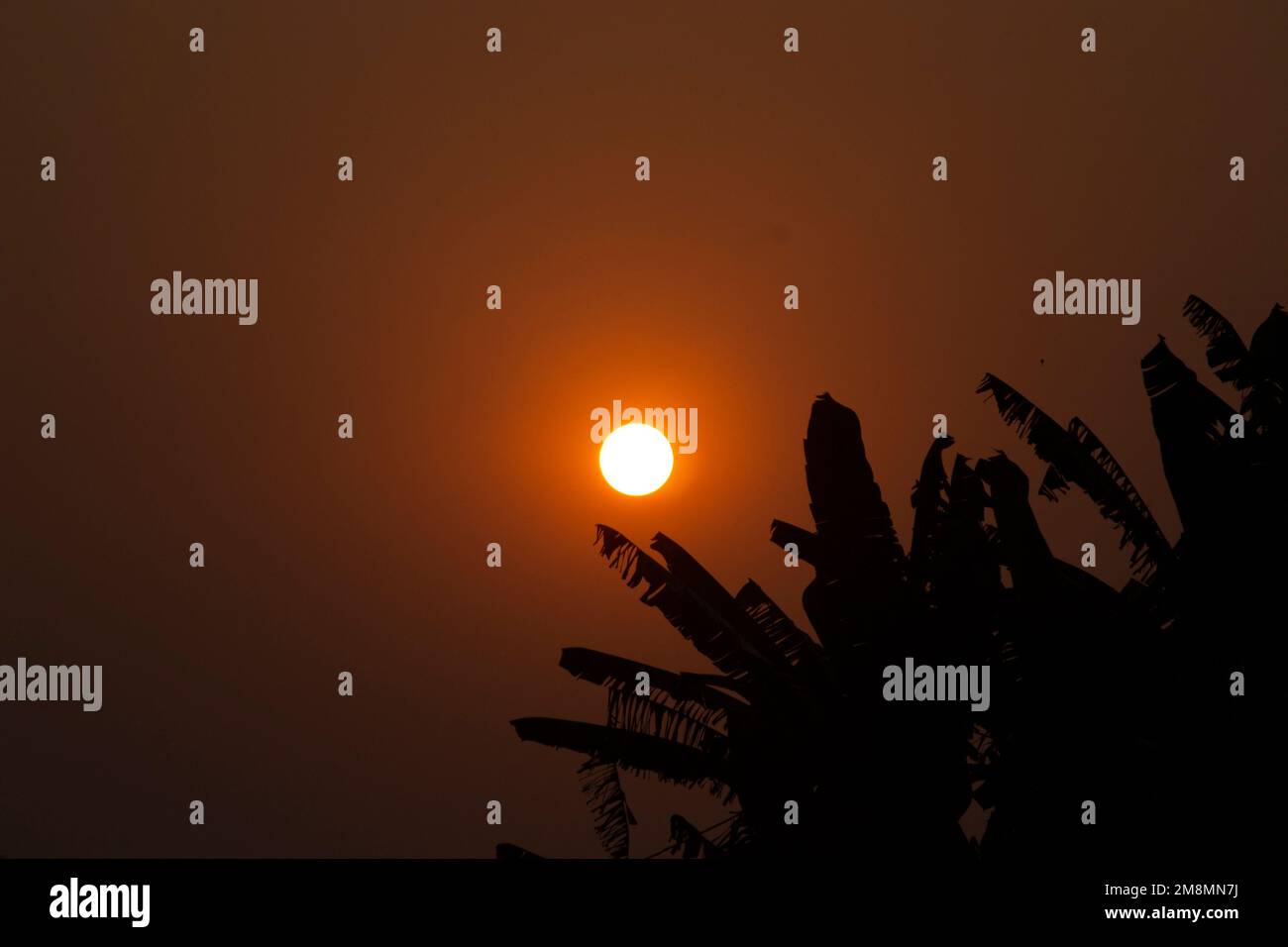 Sunset over the city of Yaounde, in an orange sky, with the dark silhouette of banana leaves on the side. Stock Photo