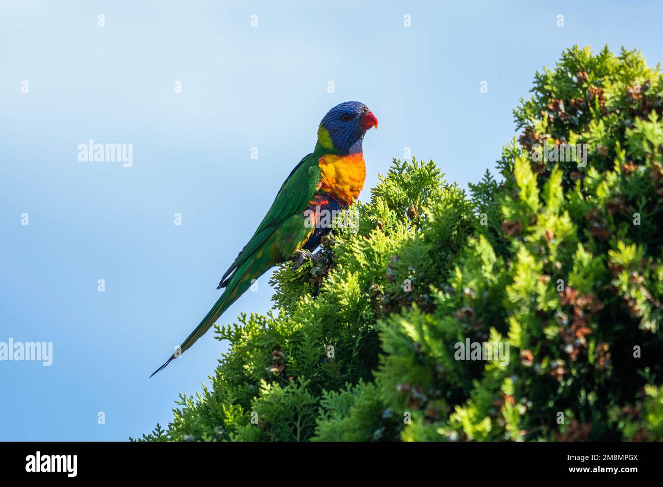 An Australian rainbow lorikeet (Trichoglossus moluccanus) perched on a tree in Adelaide Stock Photo