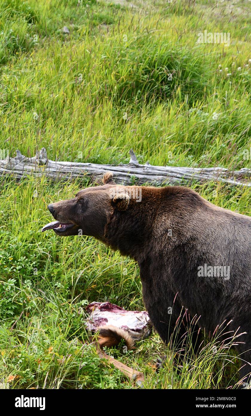brown bears in Alaska Wildlife Conservation Center, Alaska Stock Photo