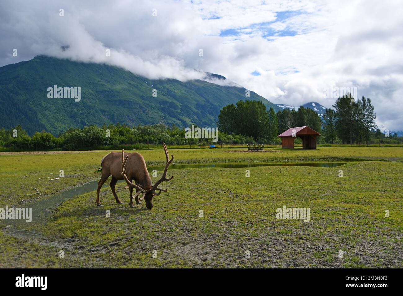 close up of caribous in Alaska Wildlife Conservation Center snow-capped mountains in the background Stock Photo