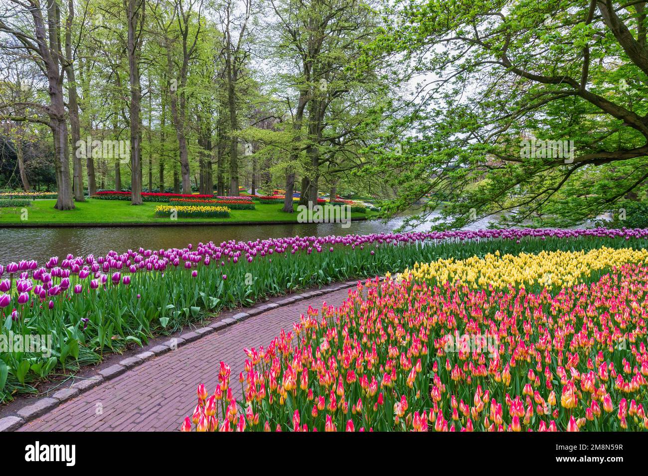 Tulip flower bulb field in garden, spring season in Lisse near Amsterdam Netherlands Stock Photo