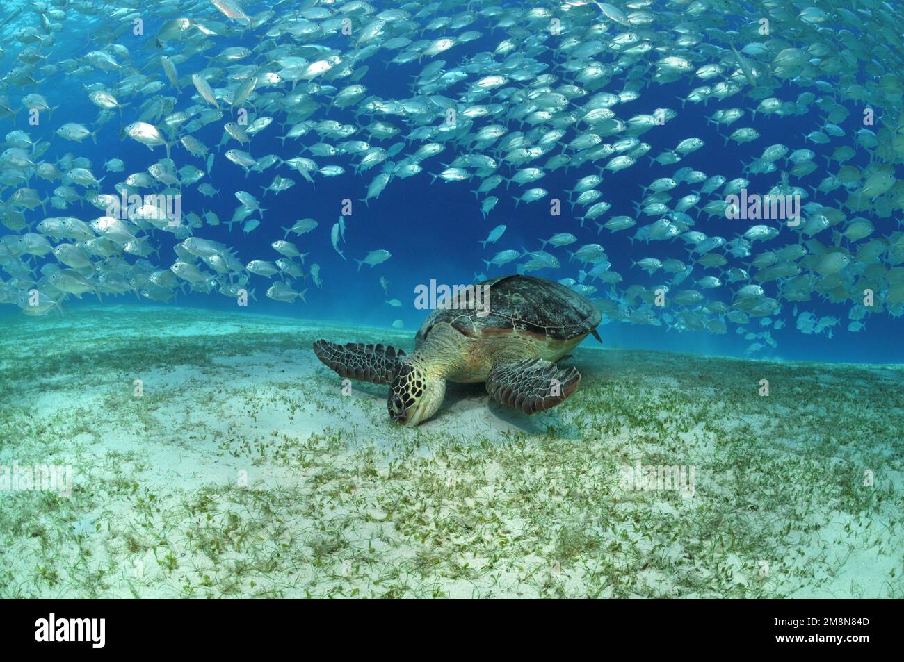 Hawksbill sea turtle (Eretmochelys imbricata) and atlantic mackerels (Scomber scombrus) in Palawan, Philippines Stock Photo