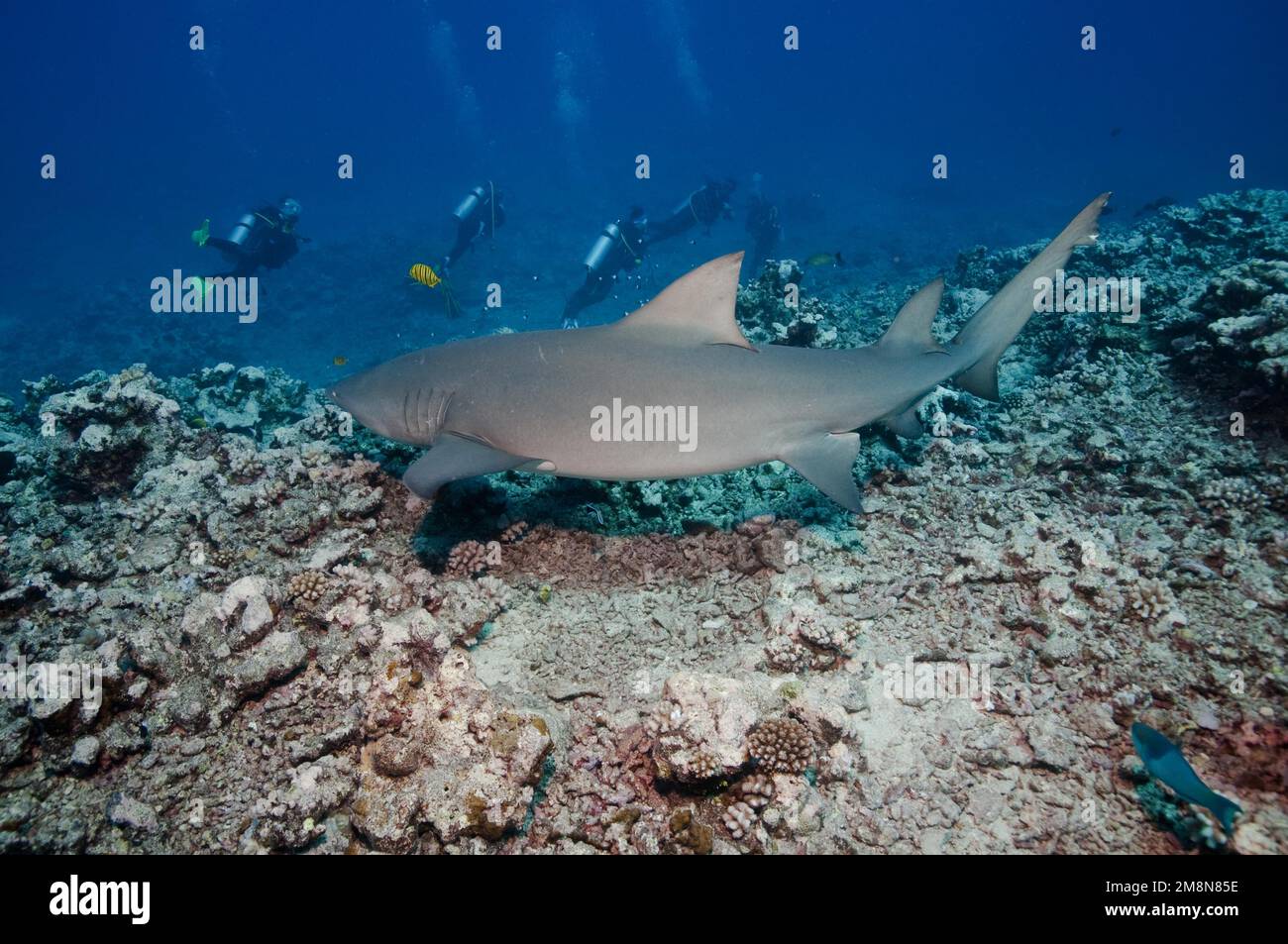 Lemon shark (Negaprion brevirostris) and diver over hard coral in