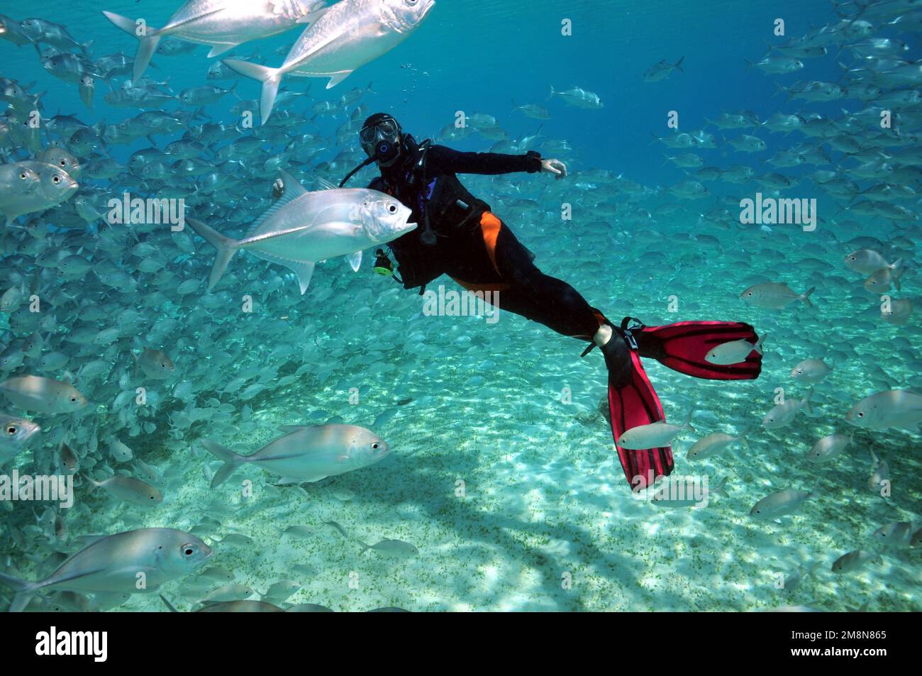 Diver and atlantic mackerels (Scomber scombrus) in Palawan, Philippines Stock Photo
