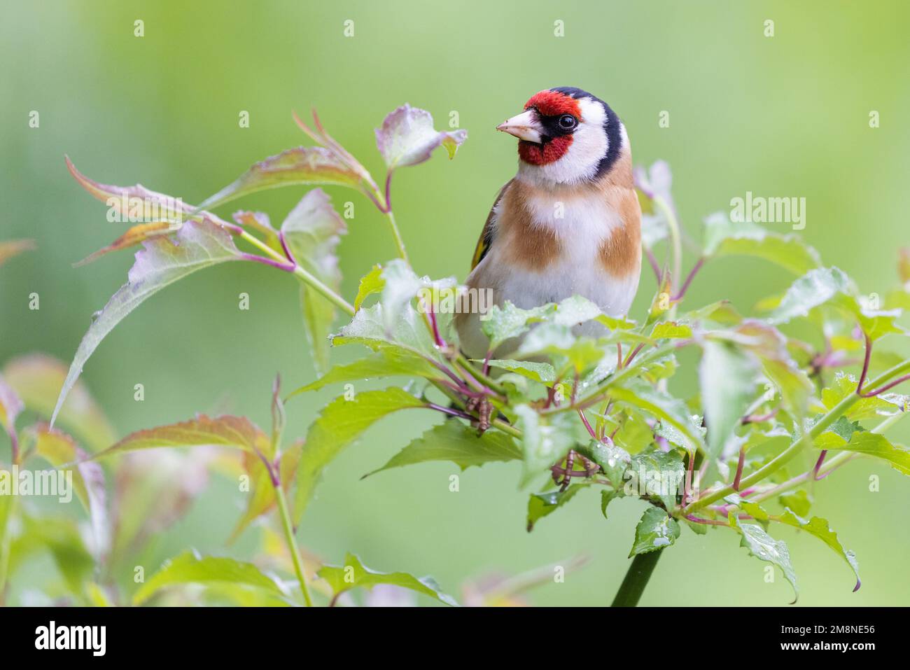 European Goldfinch [ Carduelis carduelis ] on flowering Nutmeg bush ...