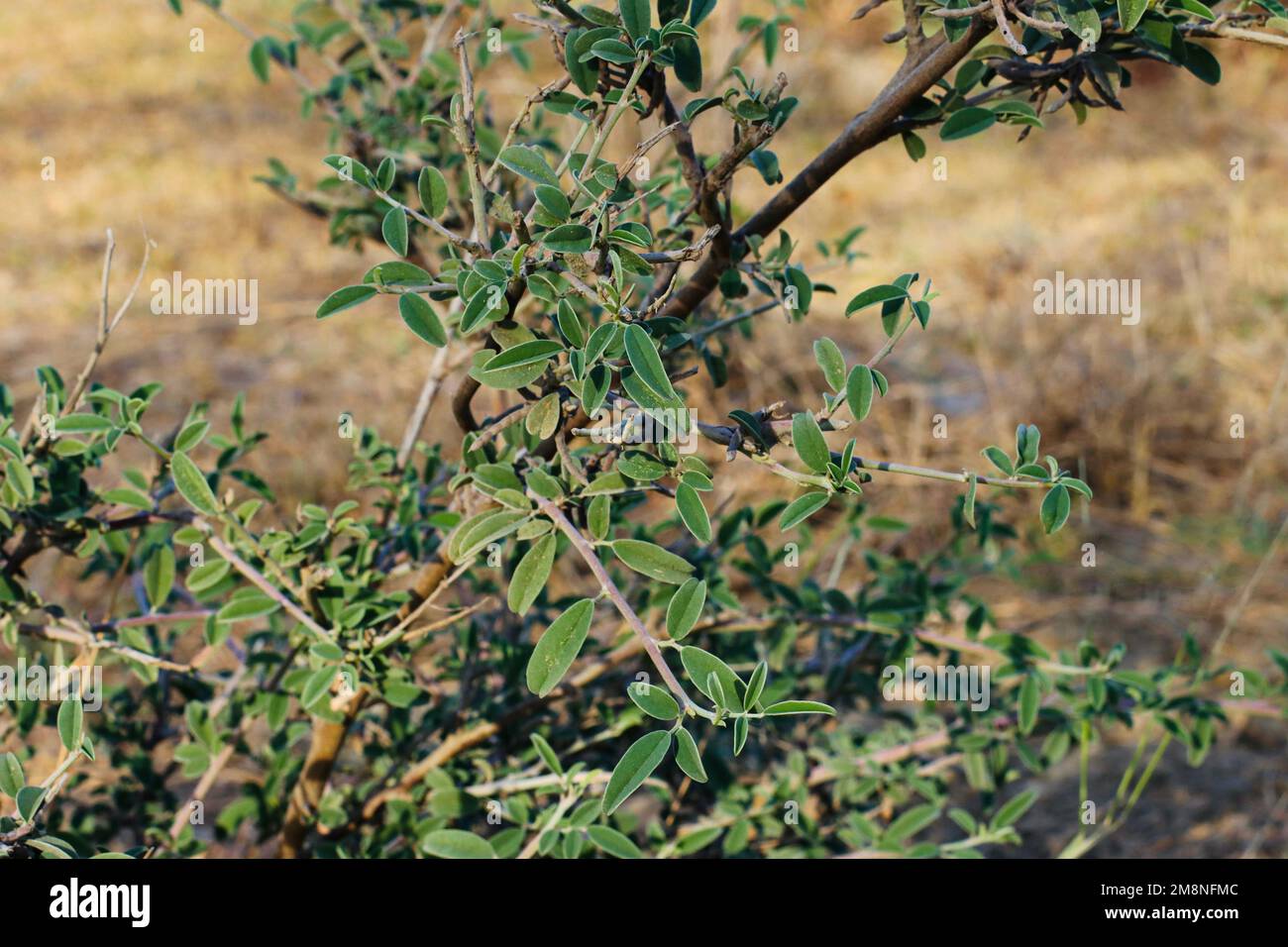 Indigofera oblongifolia plant closeup. Stock Photo