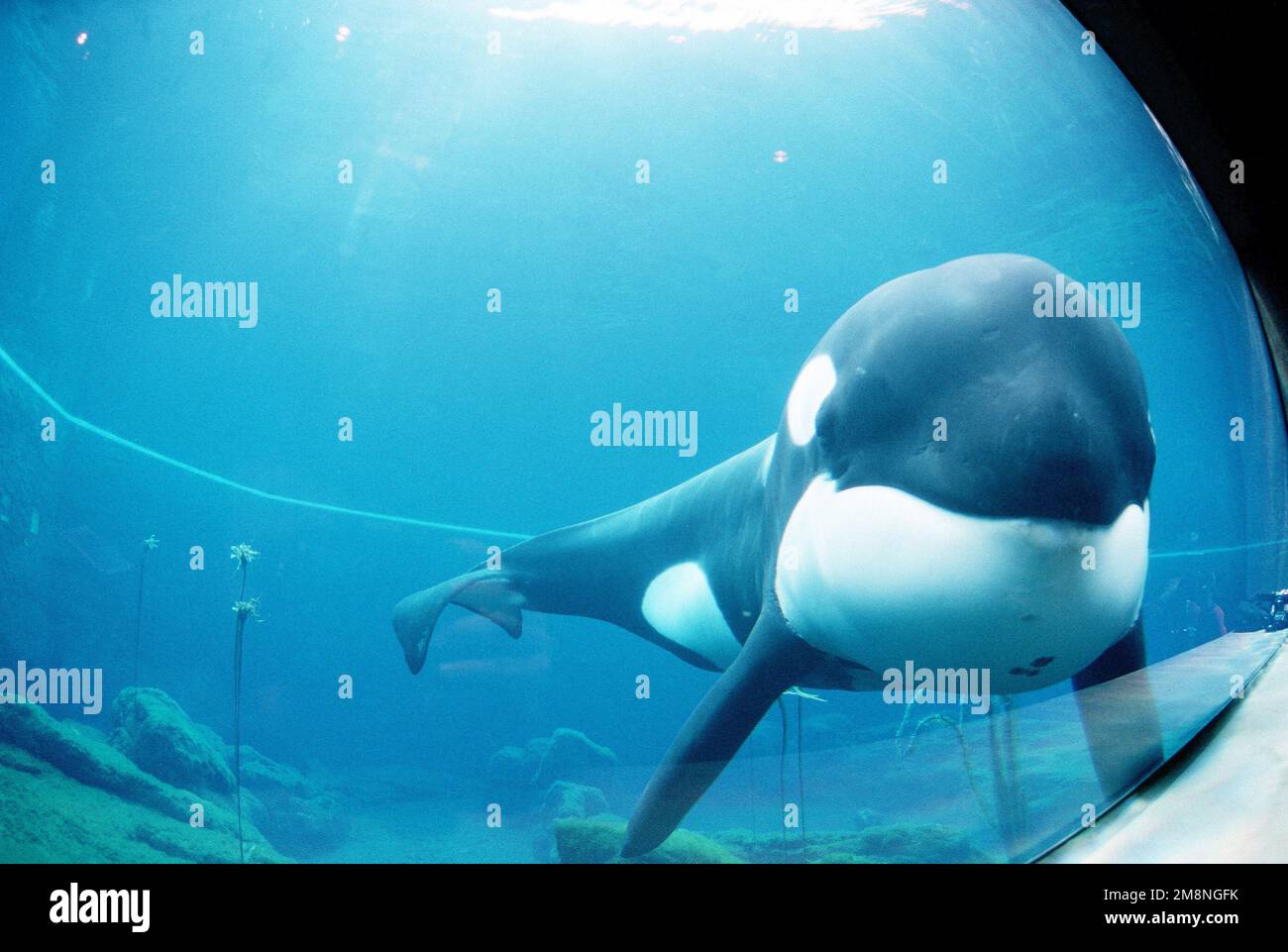 Keiko The Whale Wallpapers