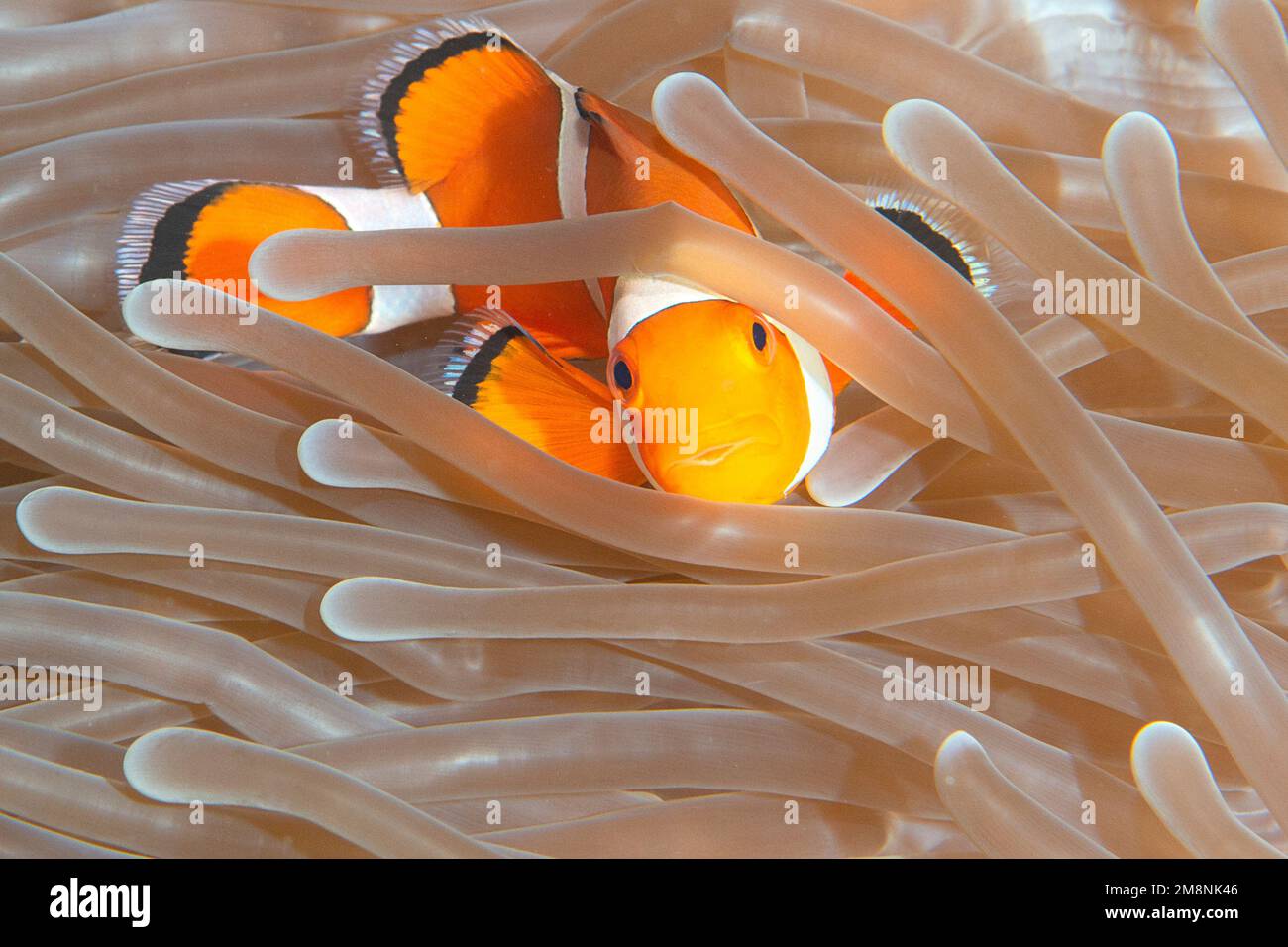 Nemo, closeup of an ocellaris clownfish, amphiprion  ocellaris in sea anemone tentacles, Bunaken island,  Sulawesi, Indonesia Stock Photo