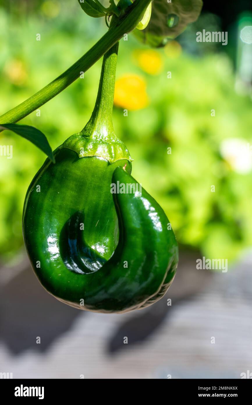 Issaquah, Washington, USA. Poblano pepper growing on the vine, all