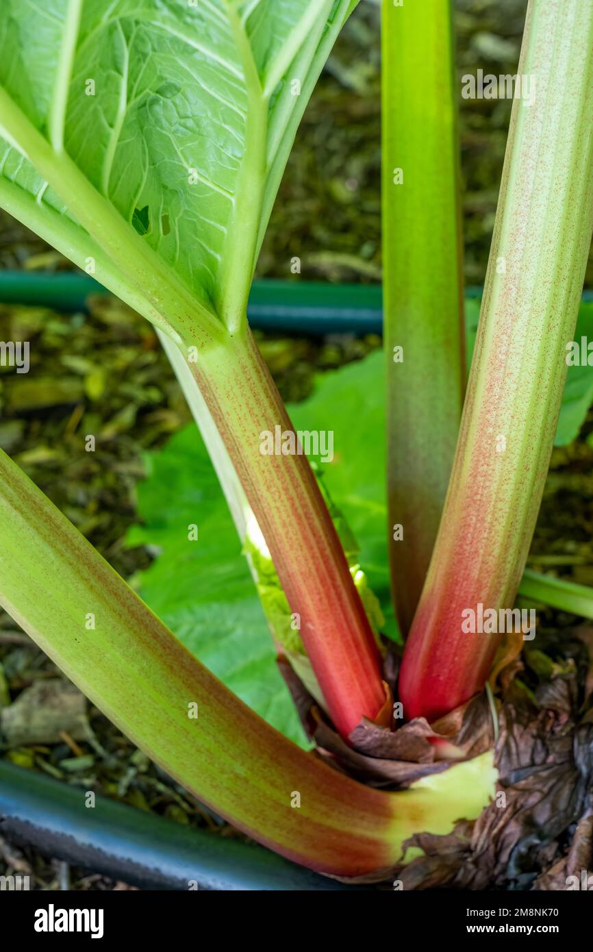 Issaquah, Washington, USA.   Close-up of a rhubarb stalk growing. Stock Photo