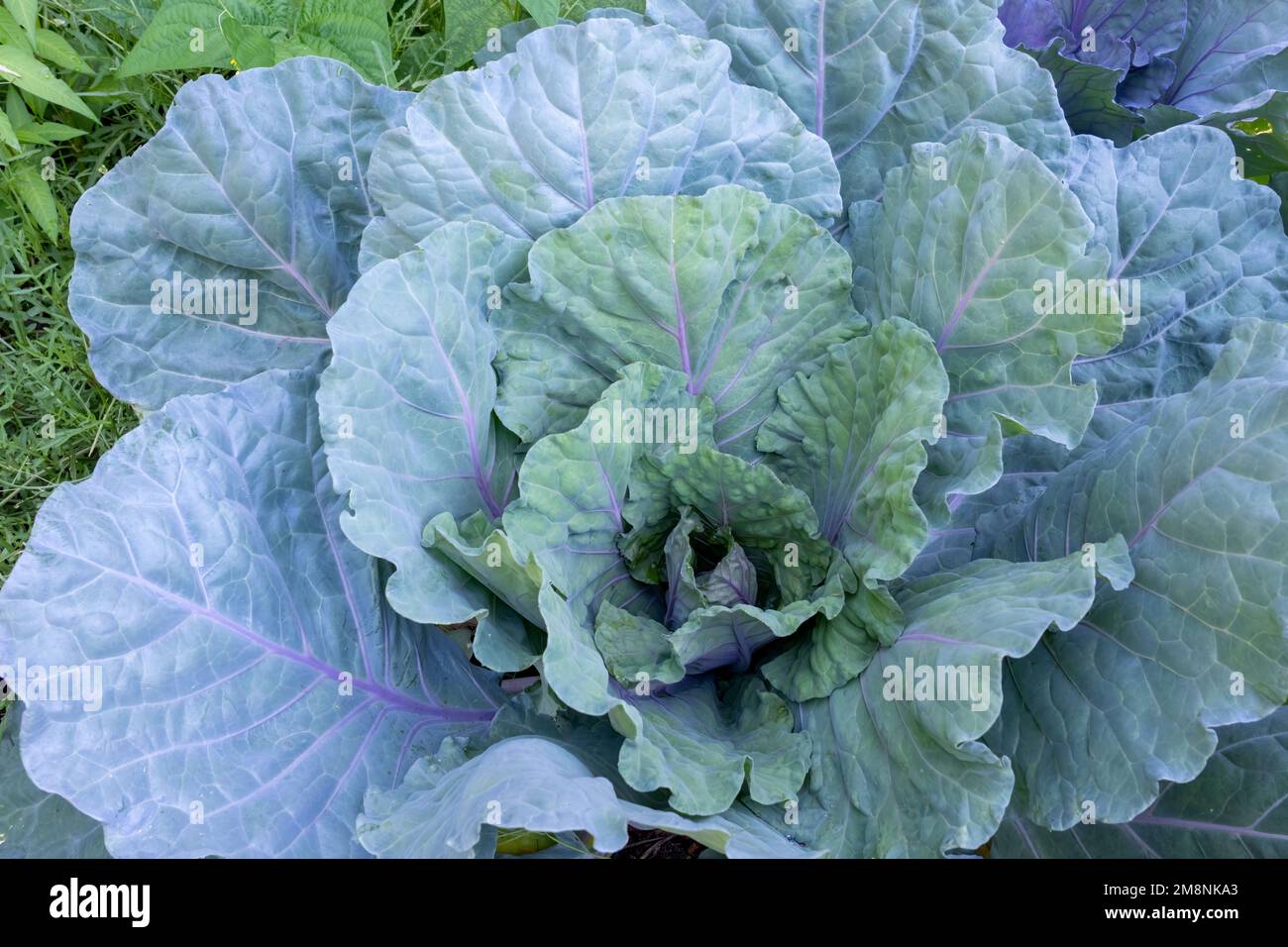 Issaquah, Washington, USA.  Silver-colored cabbage plant Stock Photo