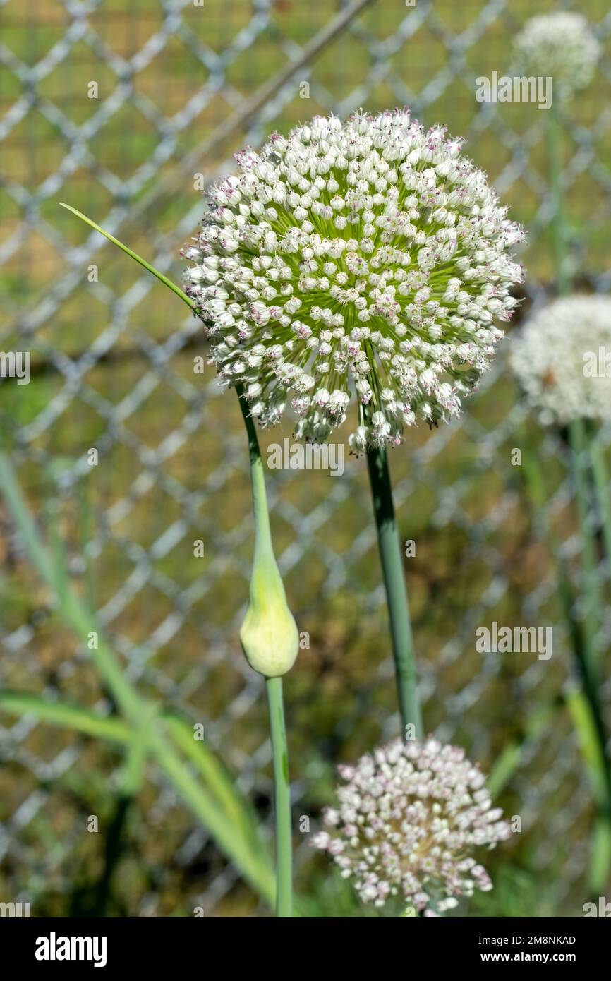 Issaquah, Washington, USA.  Onion seedhead (gone to seed) Stock Photo