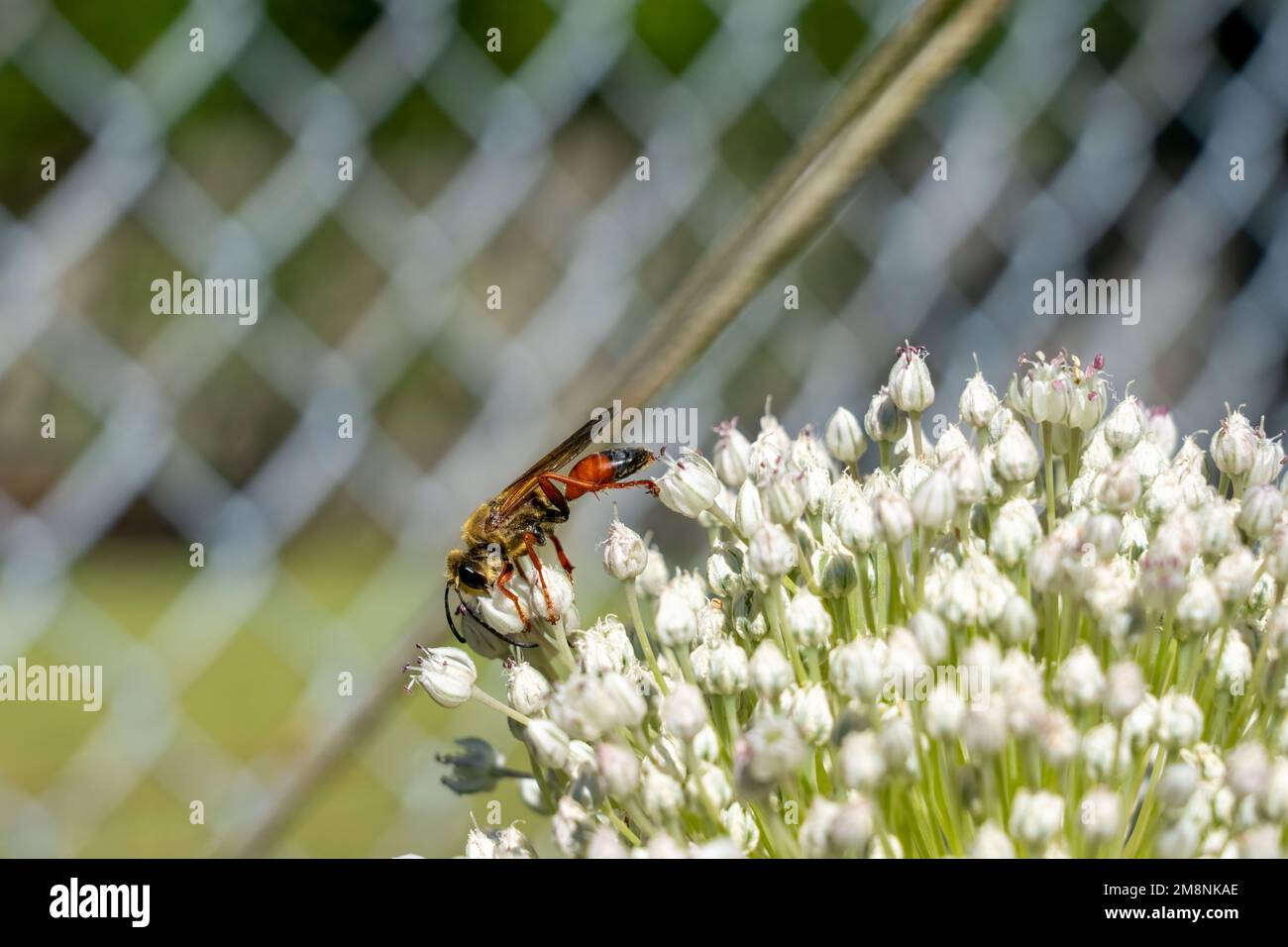 Issaquah, Washington, USA.  Onion seedhead (gone to seed), being pollinated by a Great Golden Digger Wasp. Stock Photo