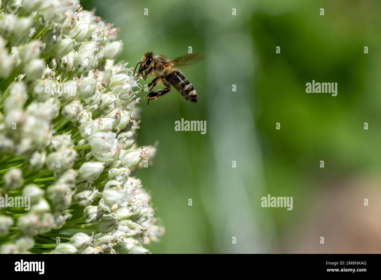 Issaquah, Washington, USA.  Onion seedhead (gone to seed), being pollinated by a honeybee. Stock Photo