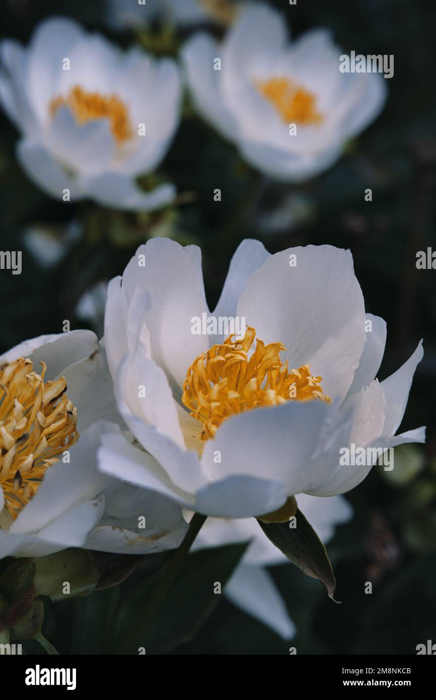 A vertical closeup shot of Chinese peony flowers found growing in a garden Stock Photo