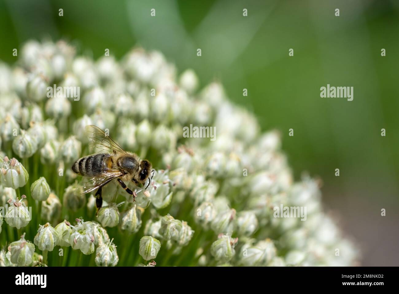 Issaquah, Washington, USA.  Onion seedhead (gone to seed), being pollinated by a honeybee. Stock Photo