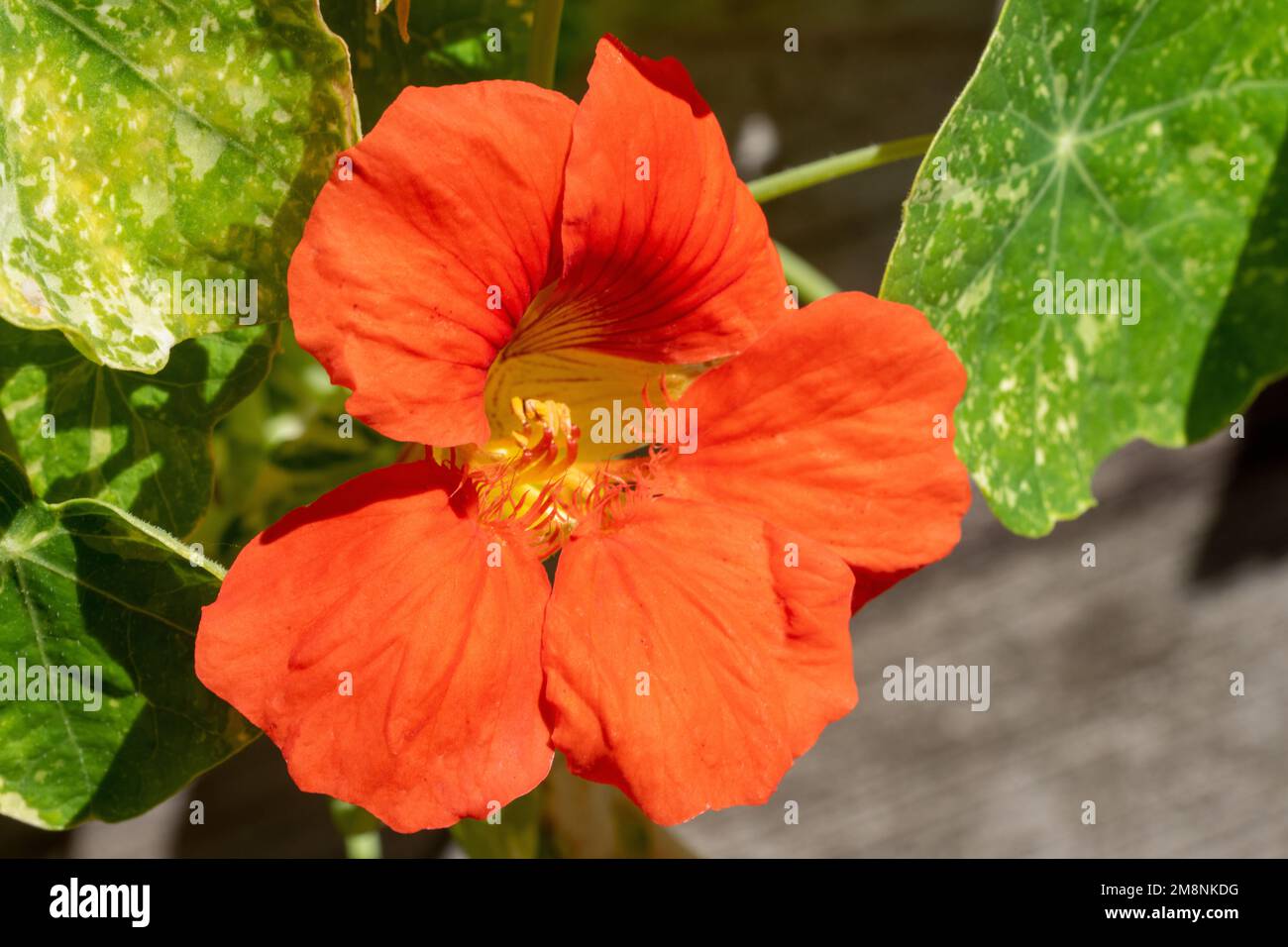Issaquah, Washington, USA.  Orange Nasturtium flower blossom Stock Photo