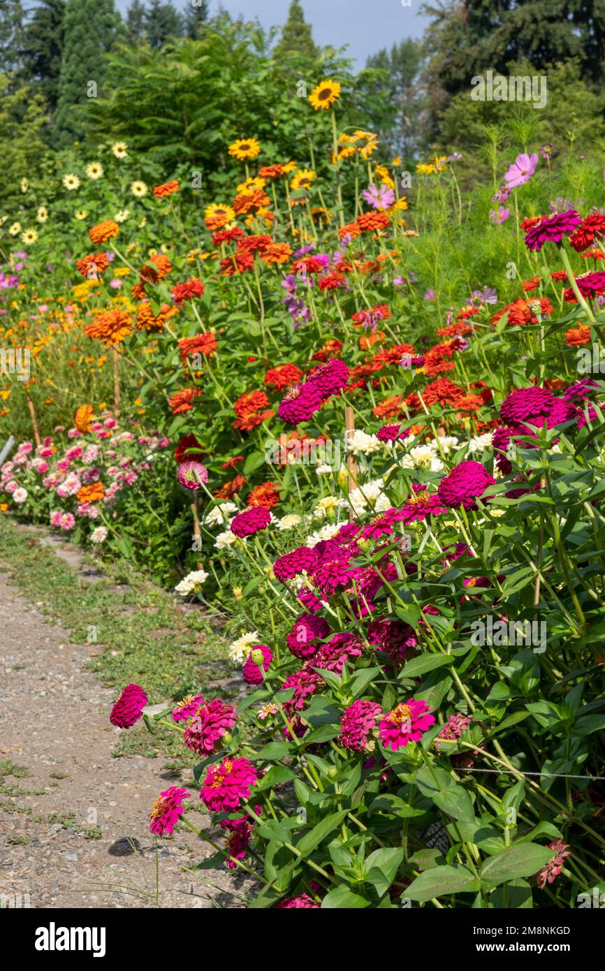 Bellevue, Washington, USA.  Row of Elegant Zinnias of various colors and other flowers. Stock Photo
