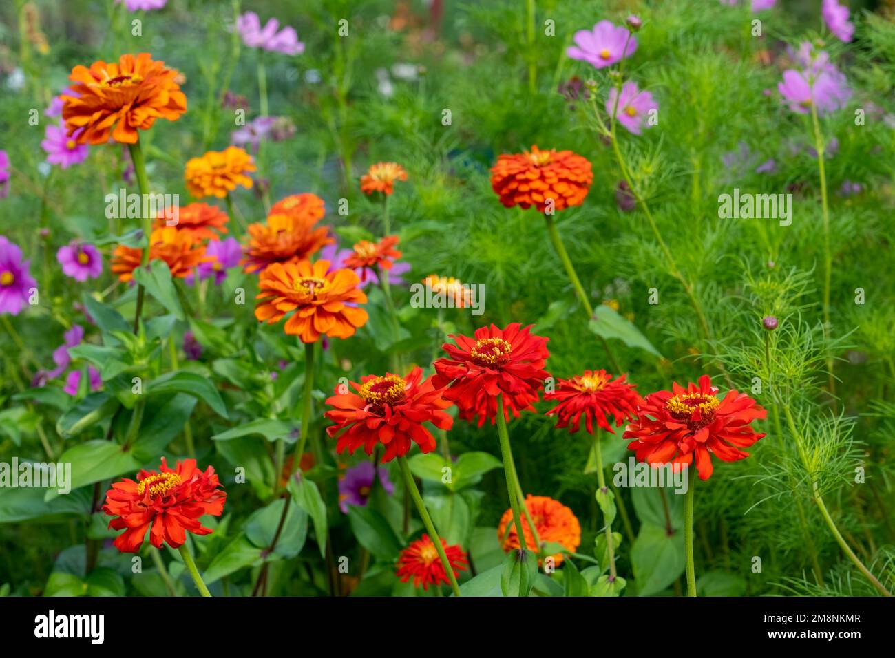 Bellevue, Washington, USA.   Red Elegant Zinnia flowers in the foreground and Garden Cosmos in the background. Stock Photo