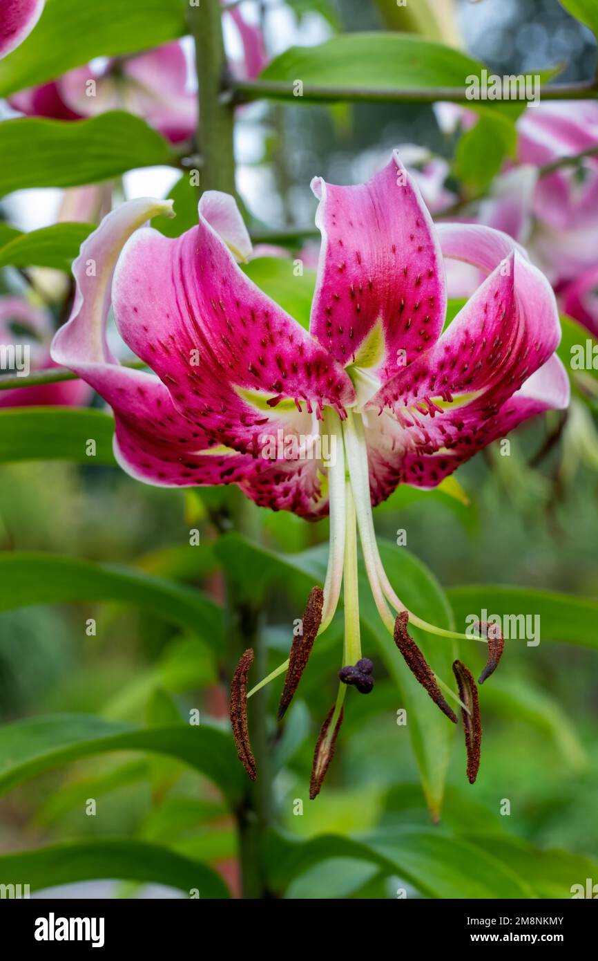 Bellevue, Washington, USA.  Purple Oriental Lily flower close-up. Stock Photo