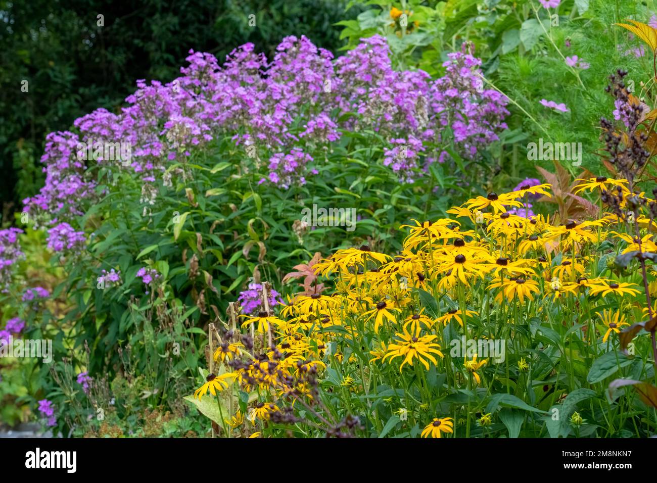 Bellevue, Washington, USA.   Goldstrum Black-eyed Susan flowers in the foreground and phlox in the background. Stock Photo