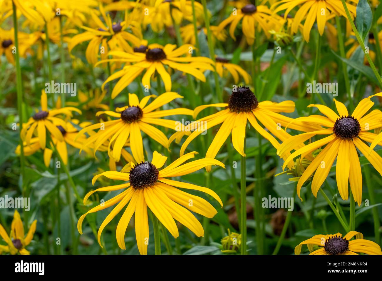 Bellevue, Washington, USA.   Goldstrum Black-eyed Susan flowers. Stock Photo